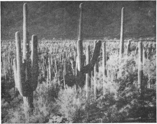 Sparse vegetation on dry, hot lands. Cactus forest. (National Park Service photo, from Natt N. Dodge).