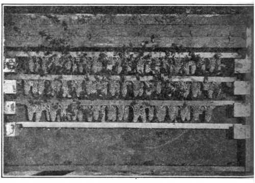 A double row of cells on each bar prevents the building of comb over the cells.
