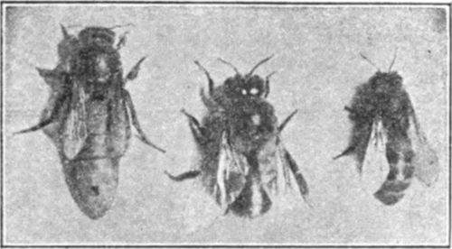 Bees