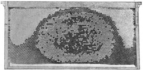 Comb containing brood, pollen, and honey