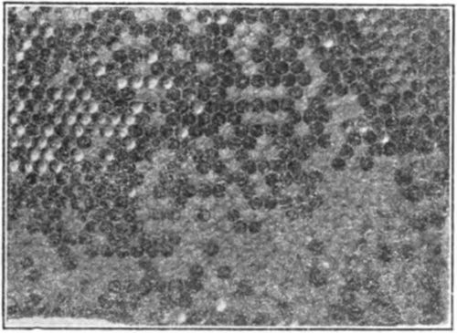 In the upper left hand portion of this comb are larvae in open cells, almost ready to seal.