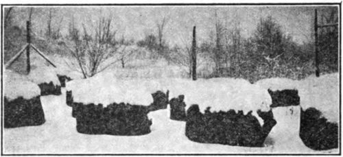 Packed hives covered with snow. (Gleanings, Nov. 1935, p. 669).
