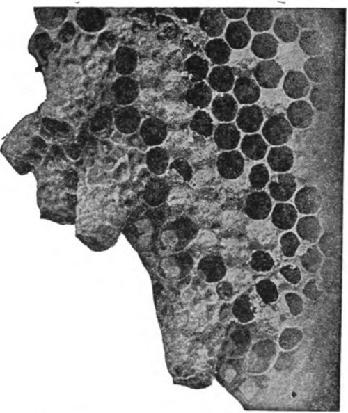 The queen cells are the large ones on the left, somewhat resembling peanuts.