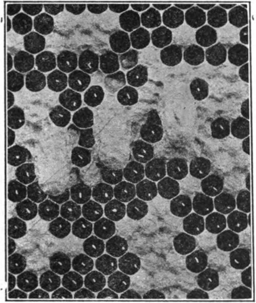 Three queen cells on side of comb. (Gleanings, Jan. 1934, p. 16).