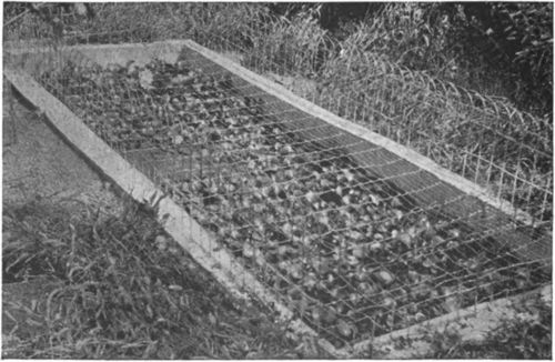 Lily pool for watering bees at American Bee Journal experimental apiary. The plants provide resting places for the bees. The wire fence prevents dogs and children from getting into the water.