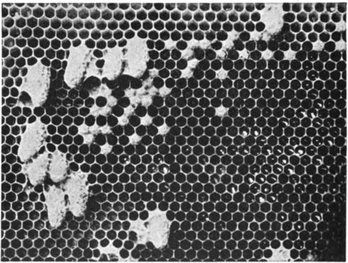 Natural built queencells on side of comb.