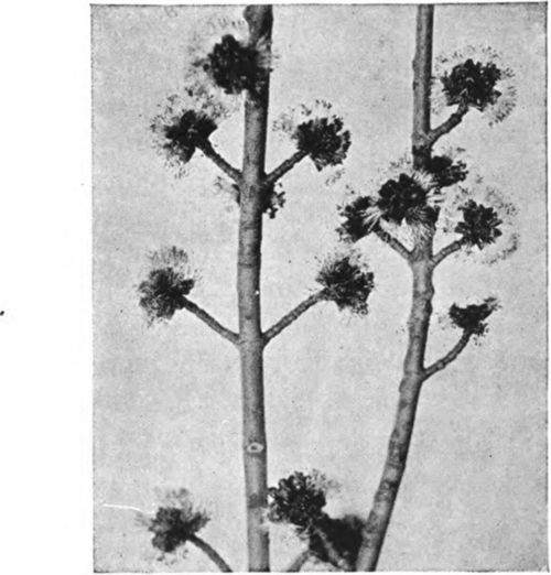 Soft maple offers first spring forage in many localities.