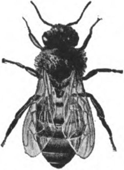 The Worker Bee.