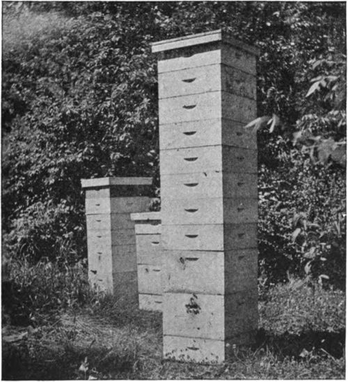 The first super was given this colony too soon, making it necessary to put it below after it had been occupied by the queen for brood rearing. It will probably be found empty at the close of the season.