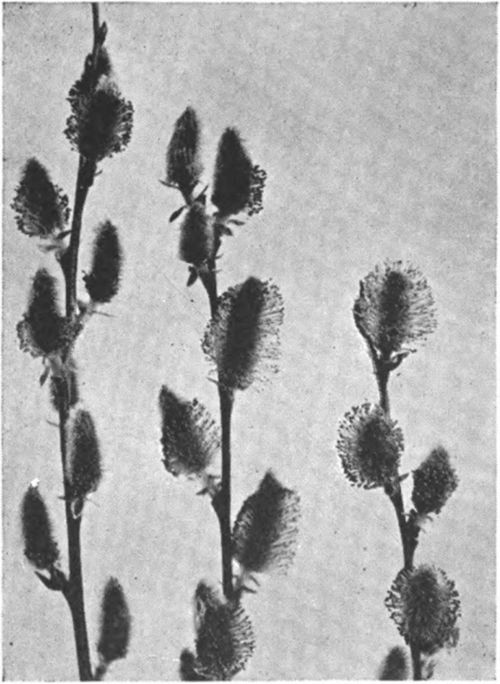 Willow is an abundant source of early pollen.