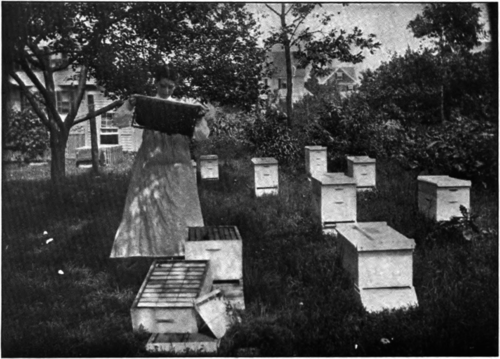 A Schoolgirl in Her Apiary
