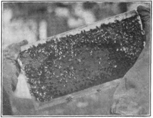 A frame in the spring showing bees on comb