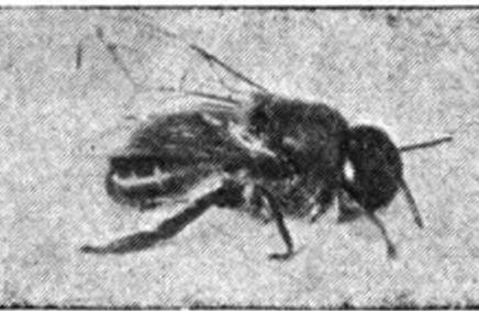 Bee Drone