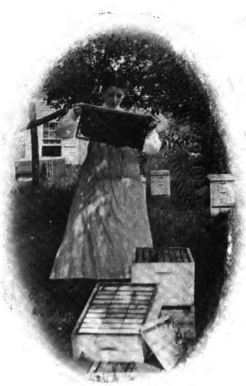 Bee-keeping For Women