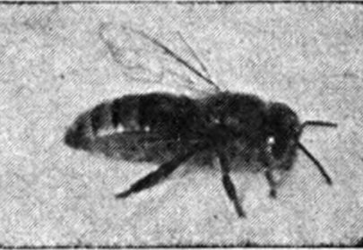 Bee Worker