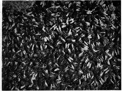 Bees at work on their comb