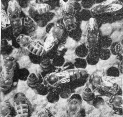 Bees working on combs