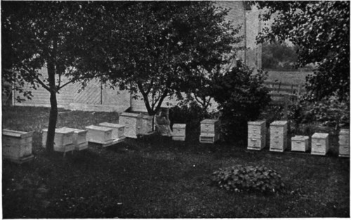 If you will study the subject until you get the bee fever, as they say, you can make a success of bee keeping