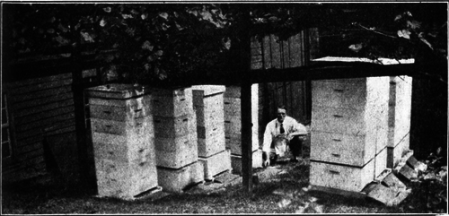 Mr. Forsyth's apiary produced an average of 200 pounds per colony