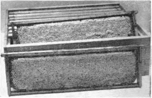 Shallow frames that have been filled with honey and capped over