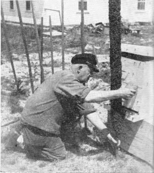 Walter Dunkle collecting swarm that settled on a bean pole