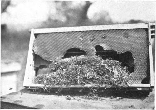 A mouse's nest in a bee hive