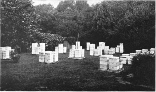 An apiary located near blooming trees