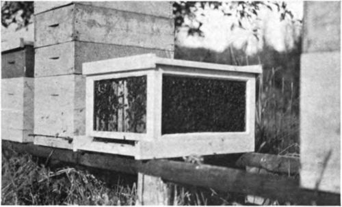 Bees In A Modern Hive