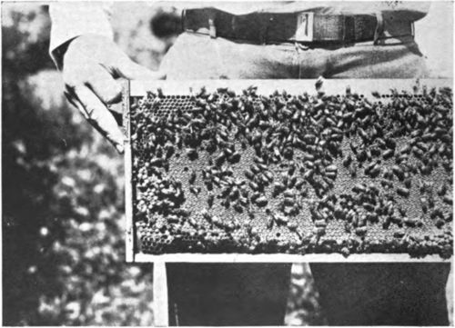 Bees Working On The Comb