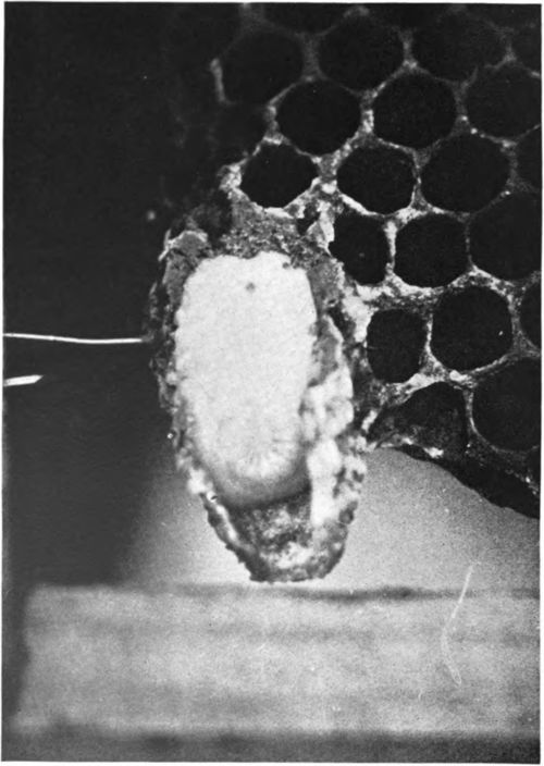 Chapter Nine Wintering Bees 32