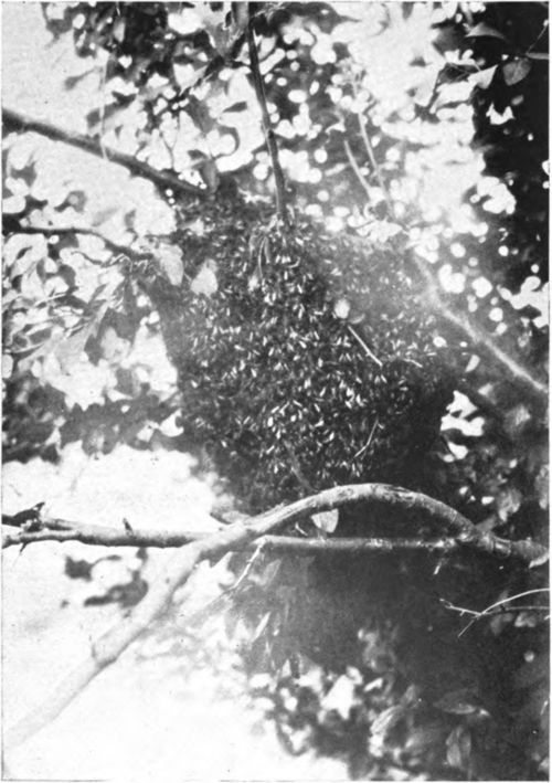 Chapter Two The Wedding Flight 9