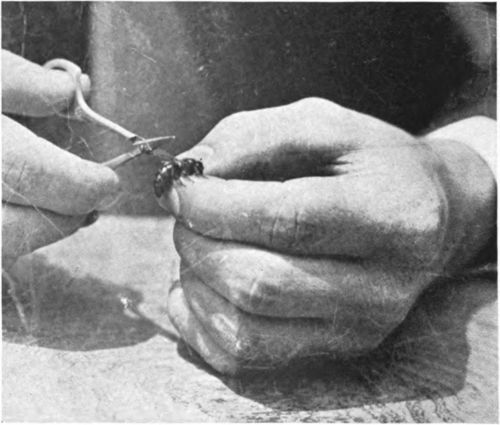 Clipping The Queen's Wings