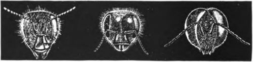 Head Of Worker Head Of Queen Head Of Drone