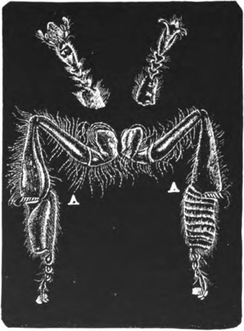 Legs Of The Honey Bees