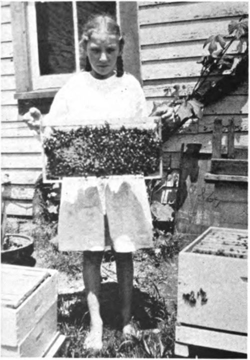 Little Girl Removing A Section From A Modern Hive