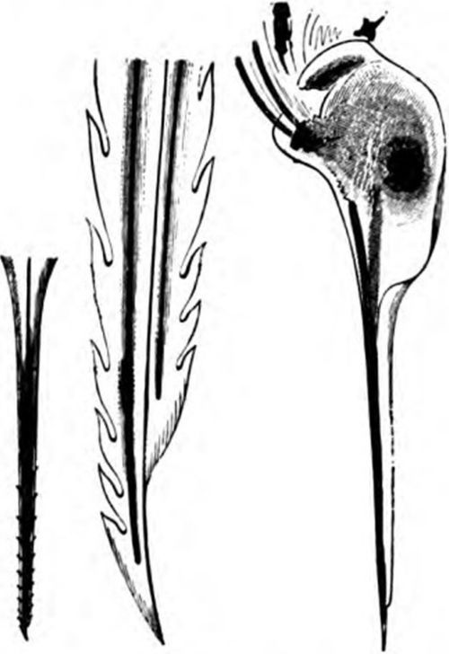 Magnified Sting