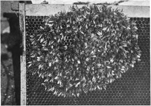 Winter Cluster Of Bees