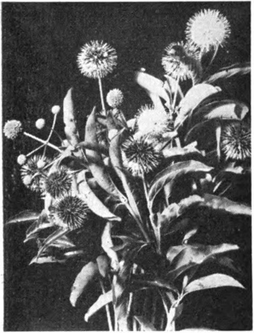 Button Bush or Button Willow (Cephalanthus occidentalis) grows wild in marshy places from Maine to Florida and west to California and is an important honey plant that should not be overlooked. This is a bush that grows from 6 to 15 feet high and blooms in July and August when frequently there is no other honey flow. It produces a mild flavored, light colored honey. The bees swarm over these blooms and if you have a good size swamp near you with this bush in it it will pay you to move your bees to it.