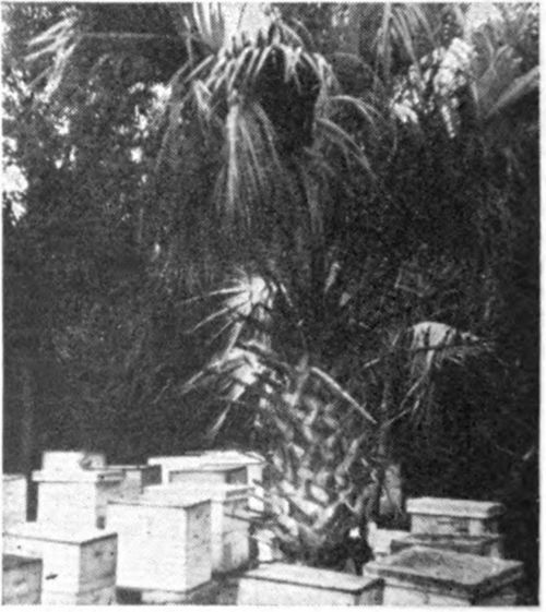 For the past 35 years Conrad Kruse of Logansville, Wisconsin, has spent his winters in Florida where he keeps an additional 1, 000 colonies under the palm and date trees and in citrus groves there.