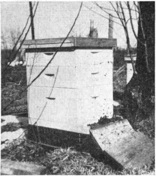 Keep the grass cut around your bees. Keep the bottom boards off the ground. An extended board is a big help, especially on the windy days. Paint your hives every year so that you will be proud to show them to any visitors.