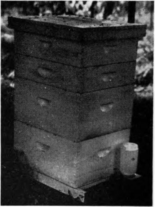 The beginner, starting with package bees, may use only one hive body for a brood nest but the second year a double brood nest should be used. Even big colonies need feeding in late cold spring weather. A great deal of equipment is required so that the bees can process the nectar and keep bringing in more.