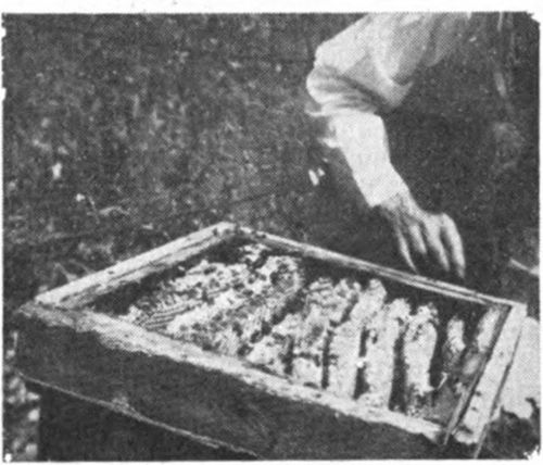The combs inside of a box or a log gum are irregular. They cannot be examined for food or disease. The queen cannot be located nor can you determine how good a layer the queen is. Buying box hives is similar to purchasing any other property that you cannot sec. To estimate their value lift them for weight and also see if there are few or many bees. Heavy, well populated box hives and log gums may be worth as much as $2. 00, light weights and those with few bees are not worth bothering with.