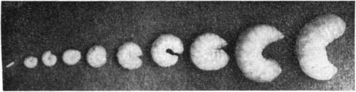 The initial development of the honey bee. Photo courtesy U. S. D. A.