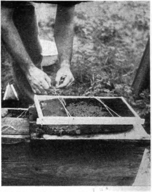 Use a heavy butcher knife to cut the combs from the sides of the gum. Have a tub handy to hold the honey and a pail of water for washing your hands.