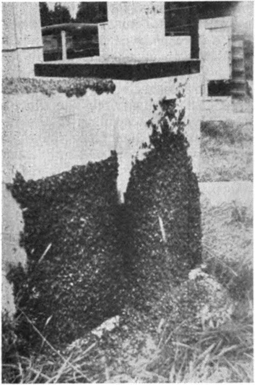 When the bees cluster on the front of the hives in large number, as shown here, they are crowded and too hot and may swarm at any time. To overcome this provide more ventilation and additional room.