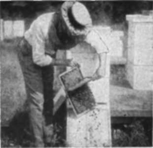 Brushing bees off the comb