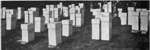 E. L. Hoffmann, Janesville, Minnesota