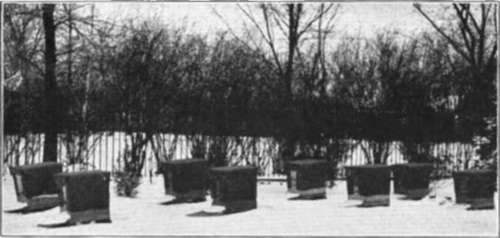 The apiary of J. H. Paarman