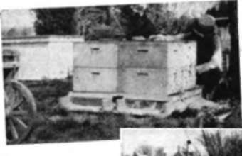 beekeeper packs his hives