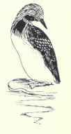 11 Red Throated Loon Gavia Stellata 29